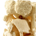 African-ivory-sculpture-dramblio-kaulo-skulptura-3.jpg